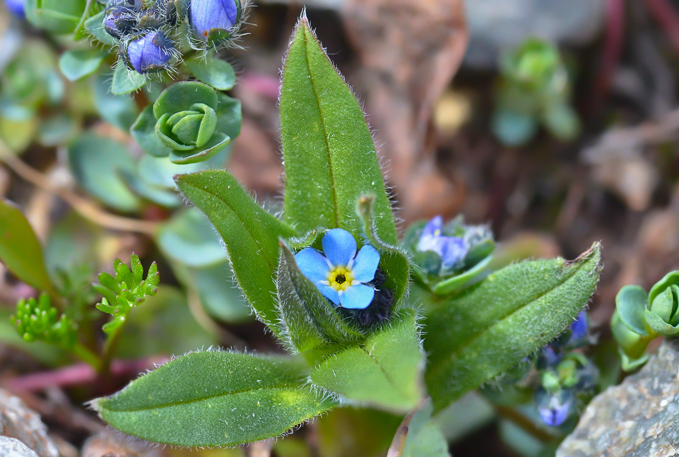 Image of Myosotis lithospermifolia specimen.