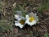 Pulsatilla turczaninovii