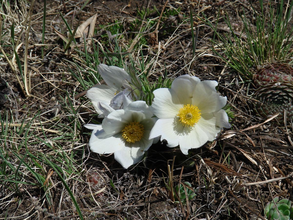 Image of Pulsatilla turczaninovii specimen.