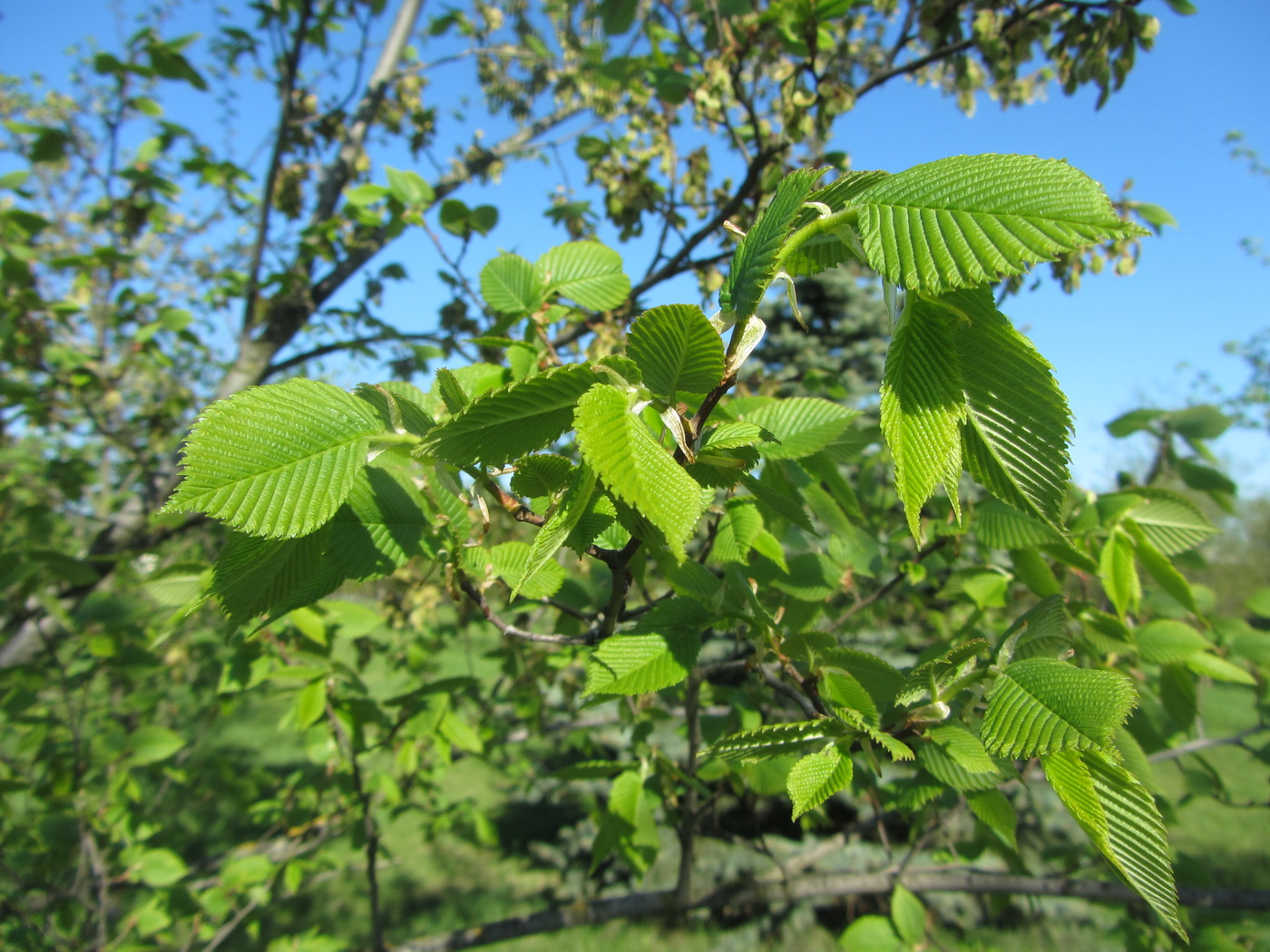 Image of Ulmus laevis specimen.