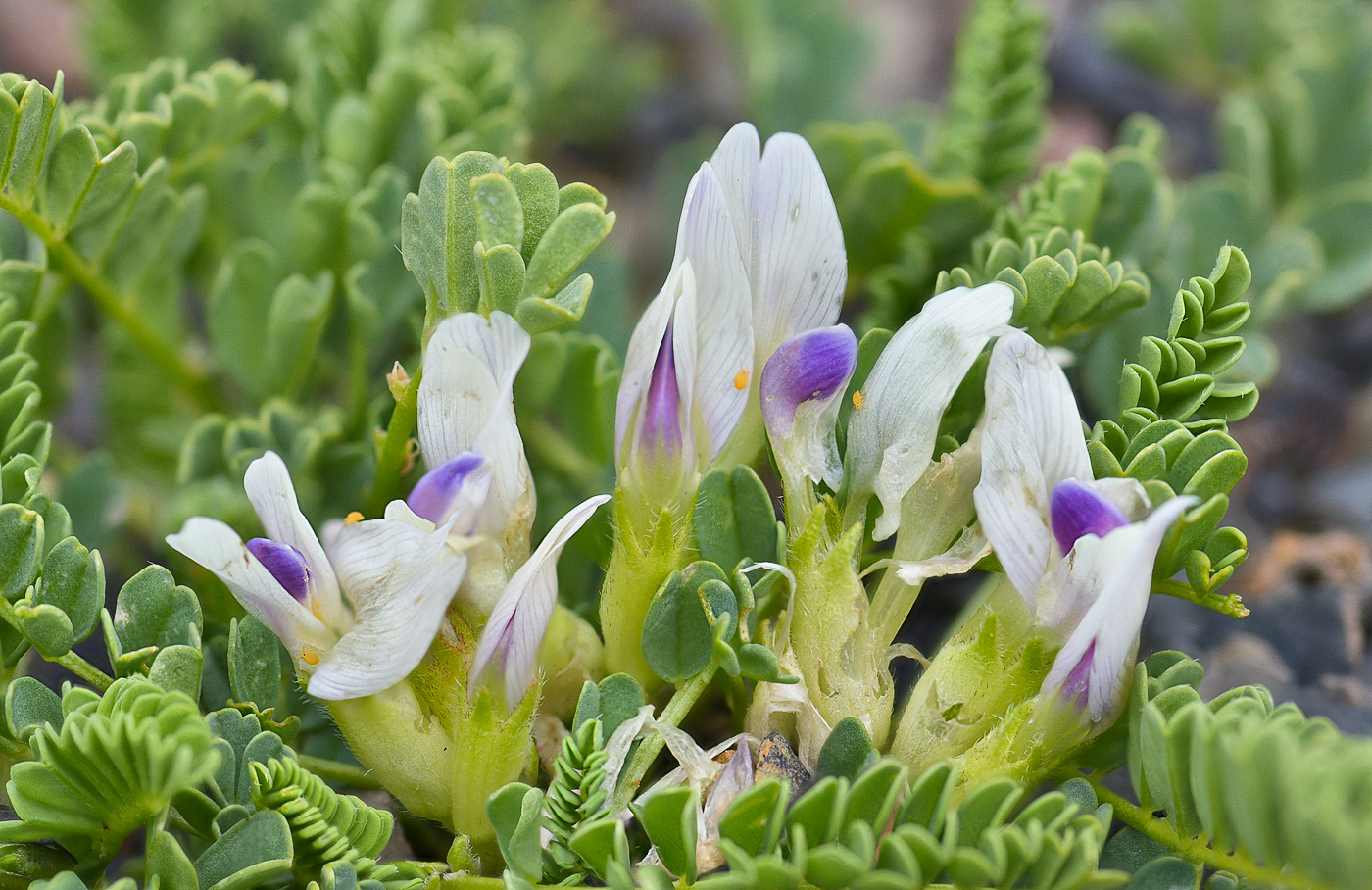 Изображение особи Astragalus kazbeki.