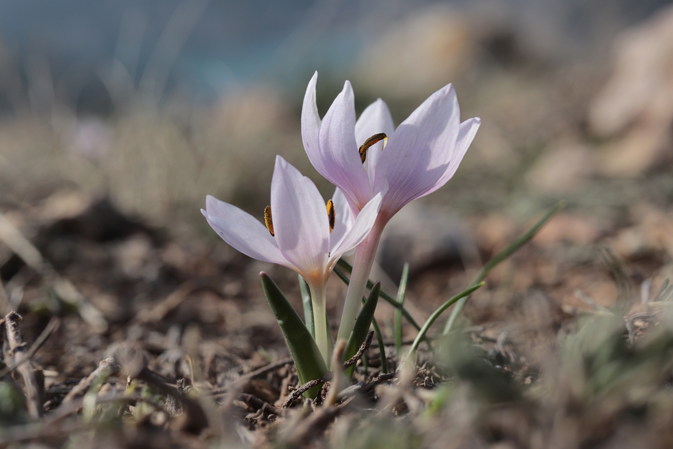 Image of Colchicum triphyllum specimen.