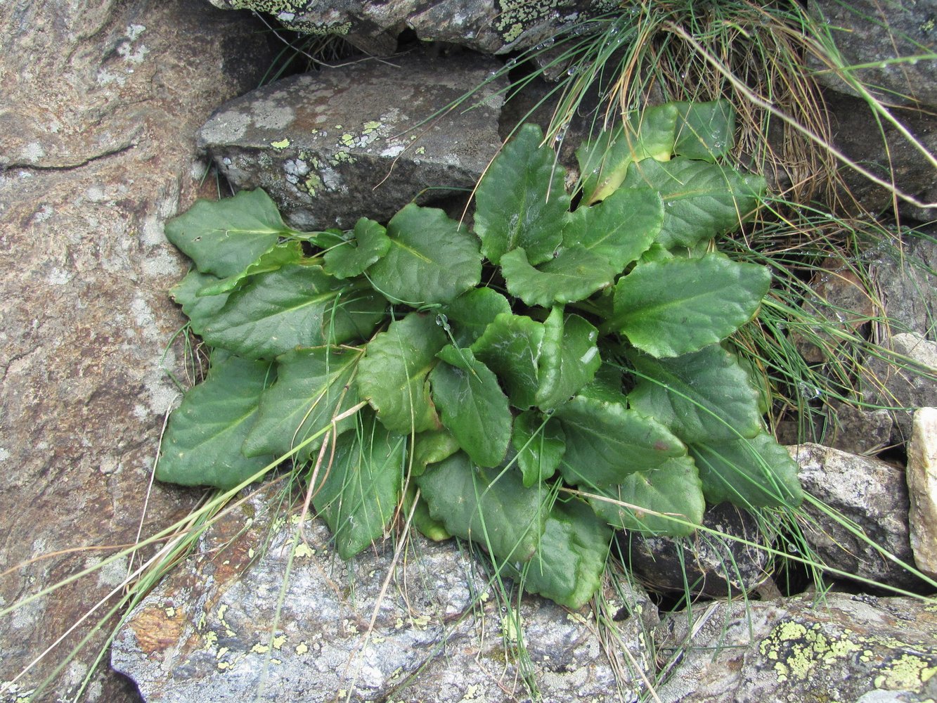 Image of Tephroseris karjaginii specimen.