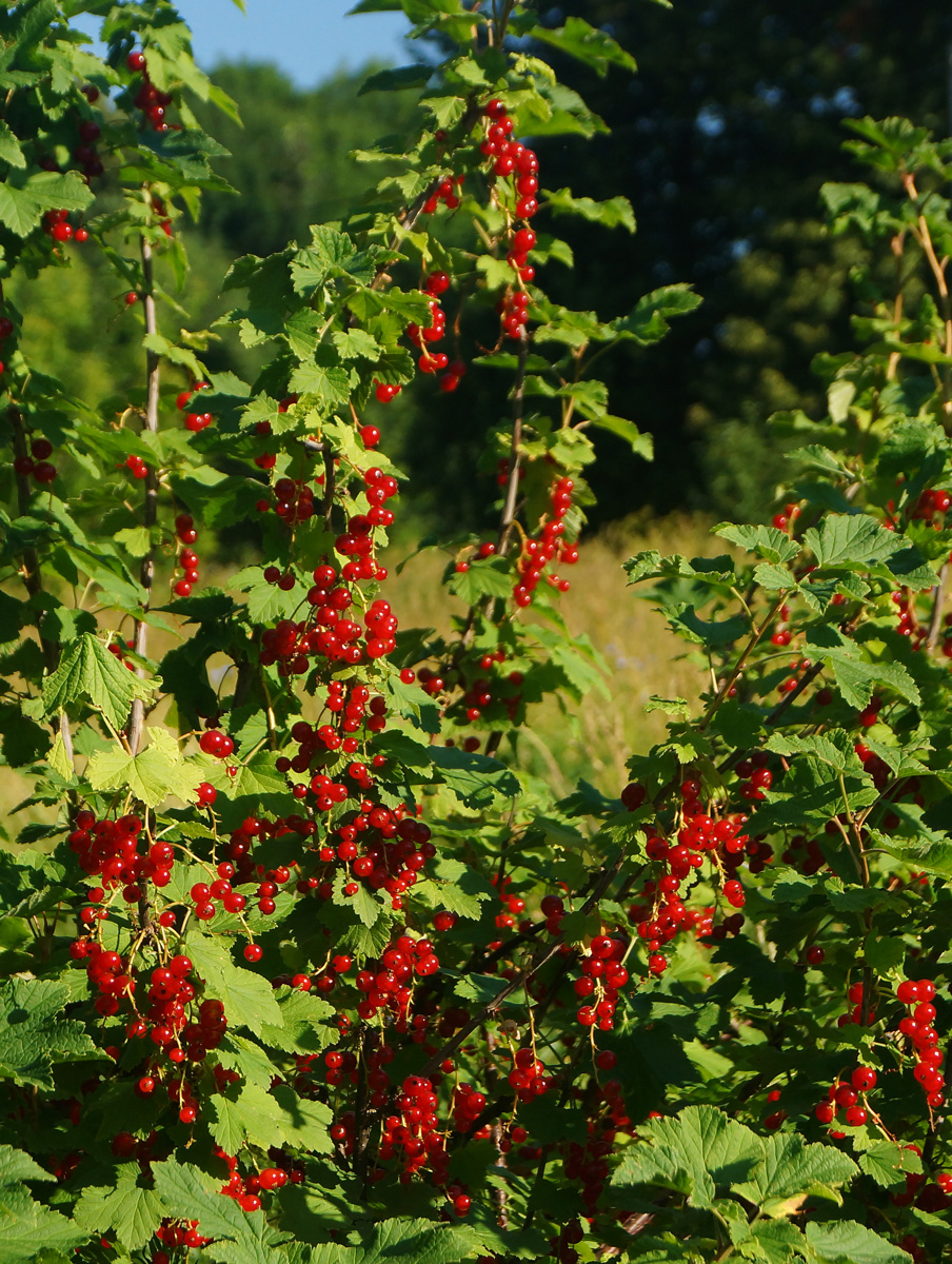 Изображение особи Ribes rubrum.