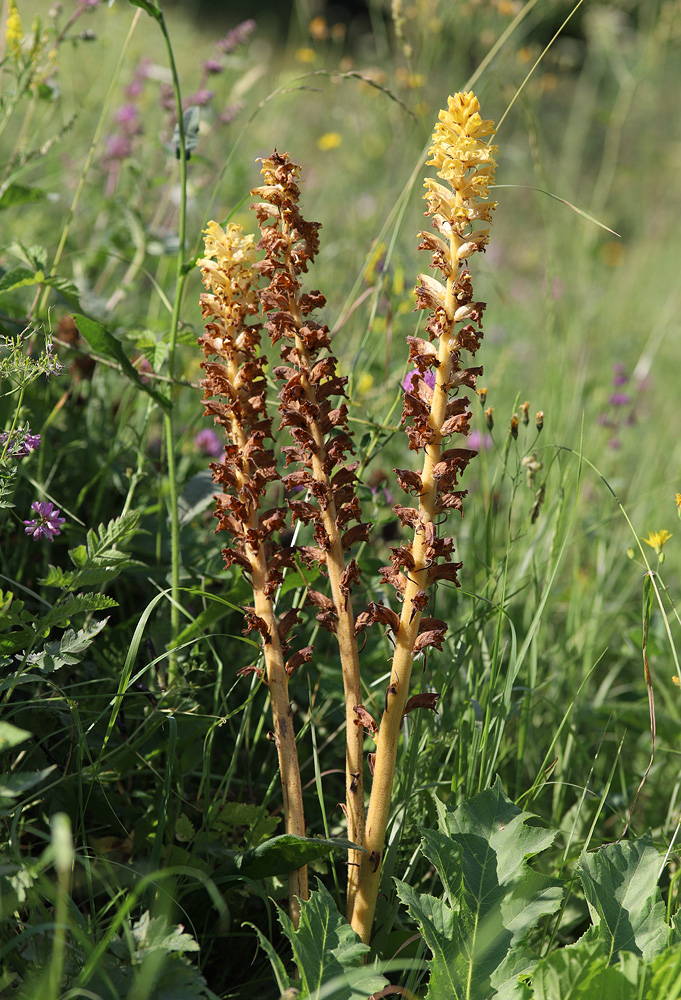 Image of Orobanche ingens specimen.