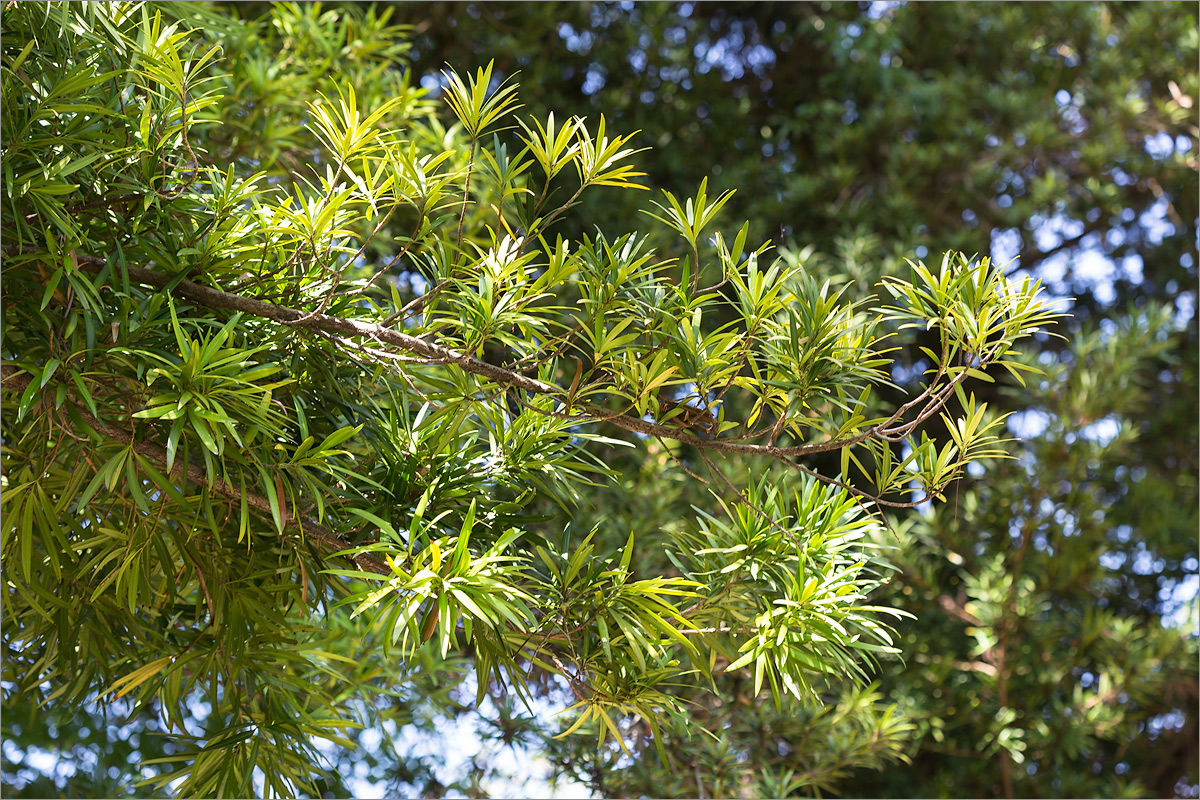 Image of Podocarpus macrophyllus specimen.
