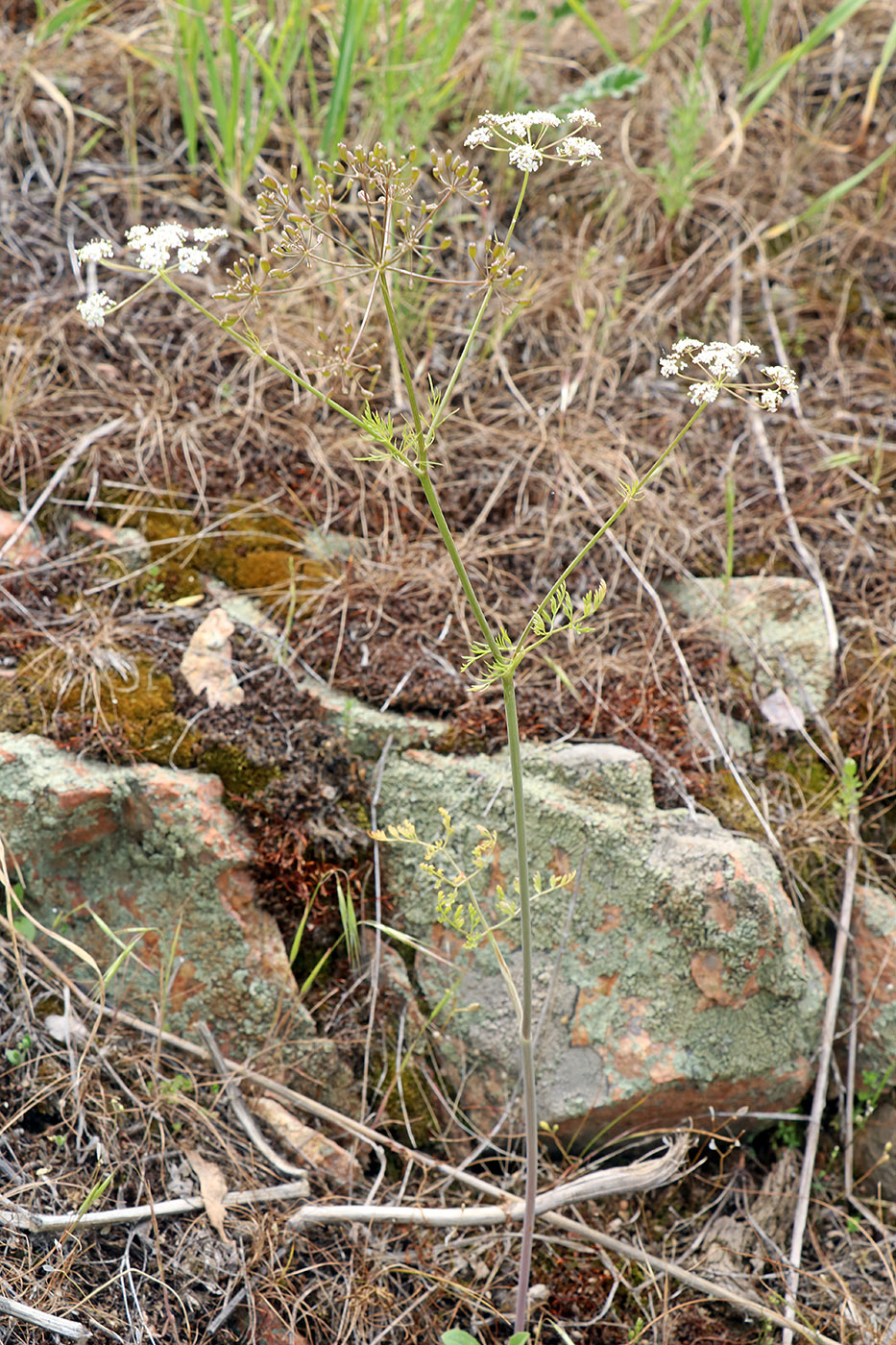 Изображение особи Oedibasis chaerophylloides.