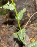 Verbascum tripolitanum