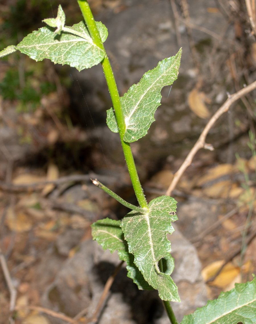 Изображение особи Verbascum tripolitanum.