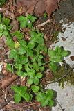 Clinopodium umbrosum