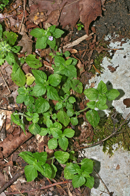 Image of Clinopodium umbrosum specimen.