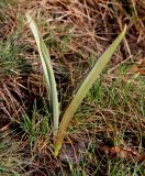 Tulipa humilis