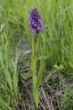 Dactylorhiza incarnata