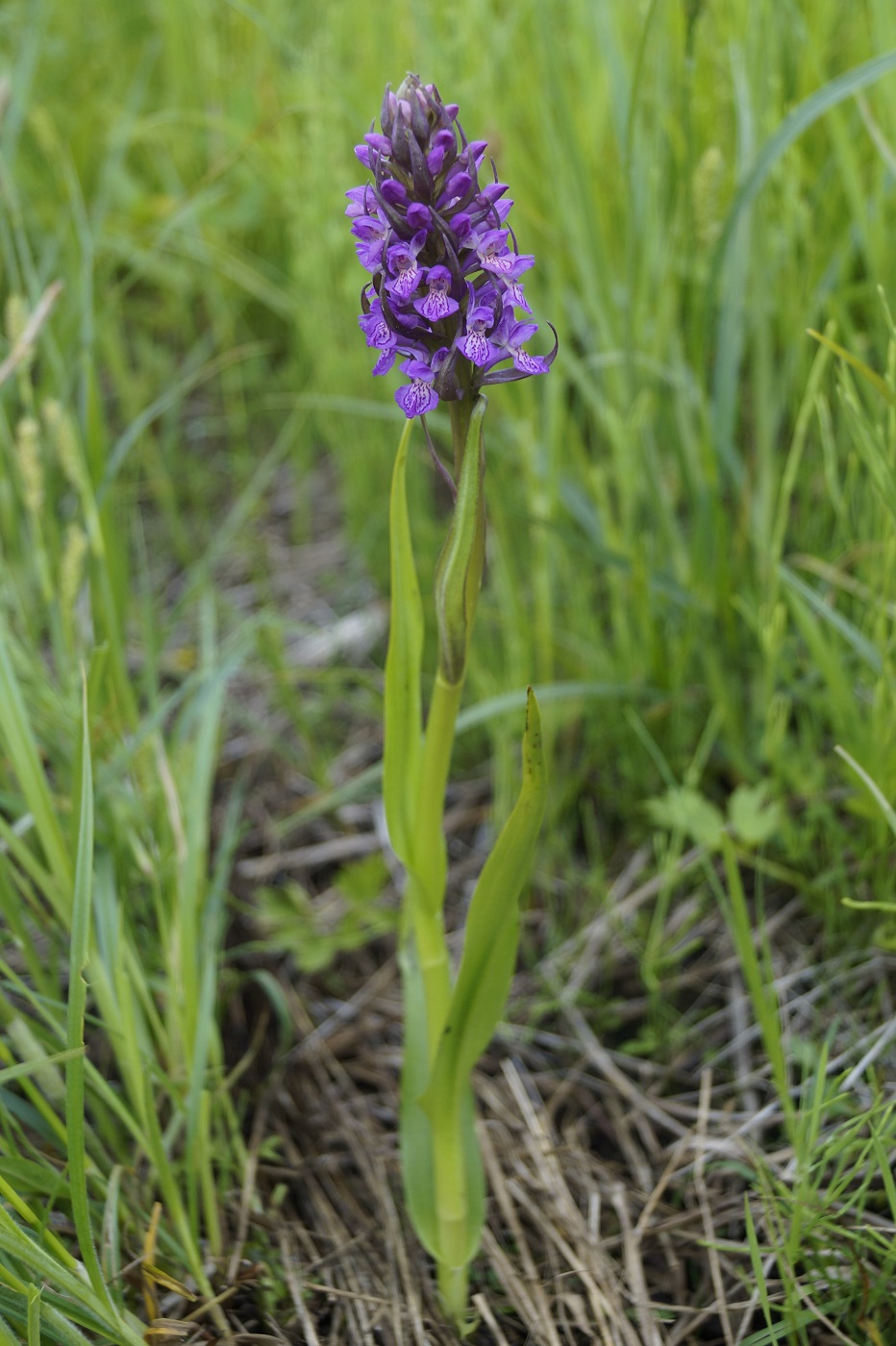 Изображение особи Dactylorhiza incarnata.