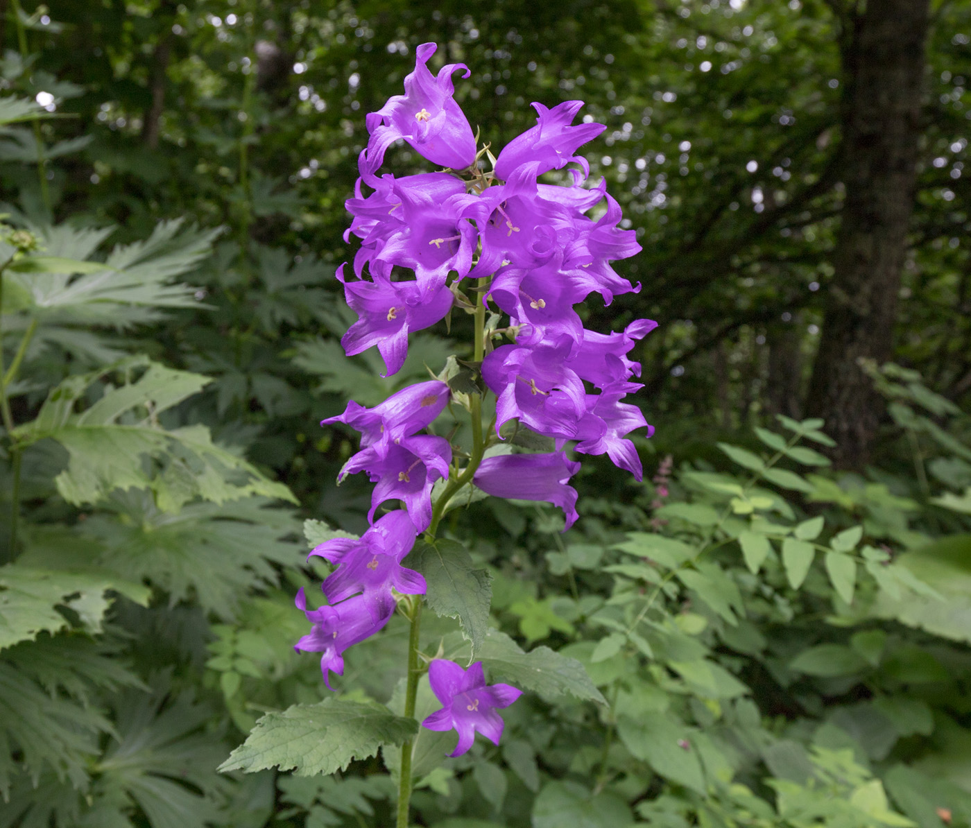 Изображение особи Campanula latifolia.