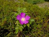 Rosa rugosa