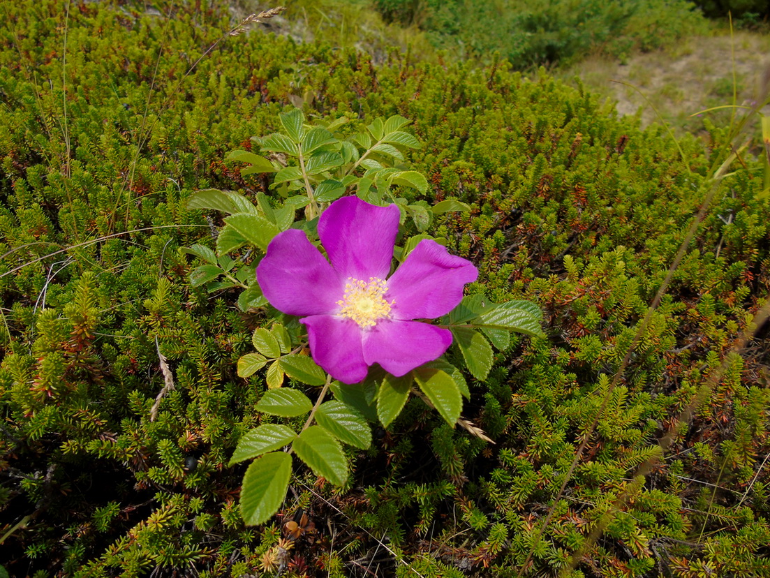 Изображение особи Rosa rugosa.