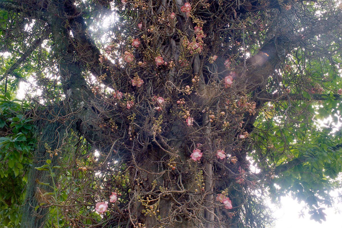 Image of Couroupita guianensis specimen.