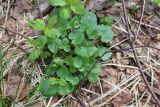 Ficaria verna