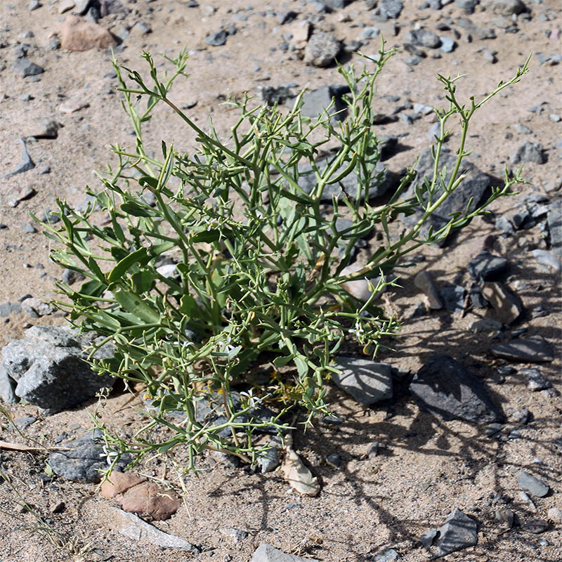 Image of Zilla spinosa specimen.