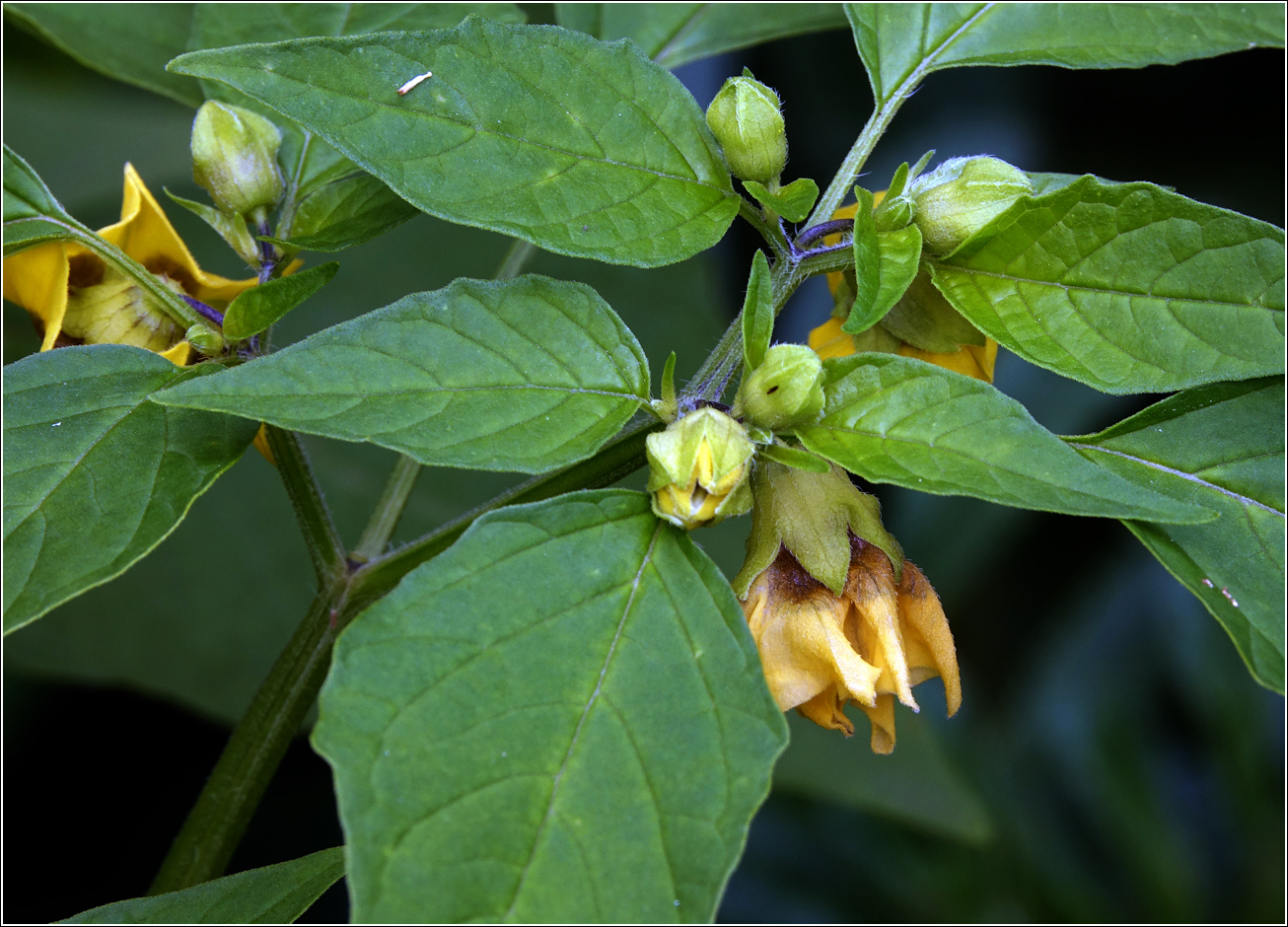 Изображение особи род Physalis.