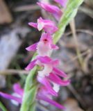 Spiranthes australis. Фрагмент соцветия. Бурятия, Джидинский р-н, окр. с. Хулдат. 24.07.2009.