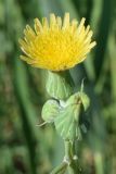 Sonchus oleraceus. Верхушка побега с распустившимся и нераспустившимся соцветиями. Узбекистан, Наманганская обл., Папский р-н, предгорья Кураминского хр., Ферганская долина, бассейн р. Жийдалисай, окр. местности Жийдабулок (Jiydabuloq), ущелье реки, агроландшафт. 18.06.2022.