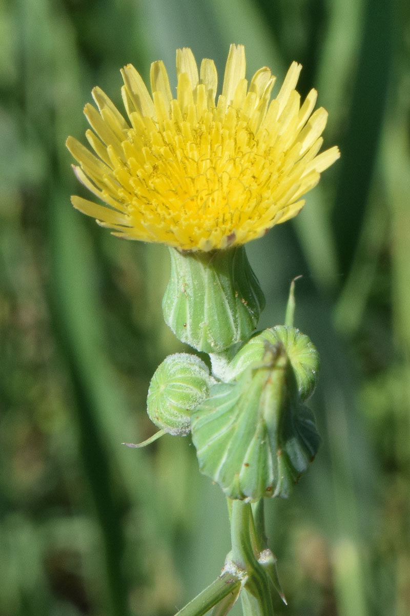 Изображение особи Sonchus oleraceus.