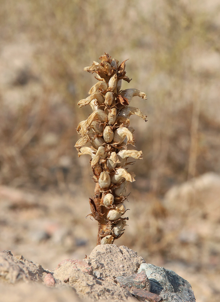 Изображение особи Orobanche cumana.