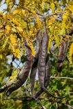 Gleditsia triacanthos. Часть ветви с плодами и листьями в осенней окраске. Краснодарский край, Лазаревский р-н, мкр-н Дагомыс, гора Успенка, 130 м н.у.м., опушка. 04.11.2022.