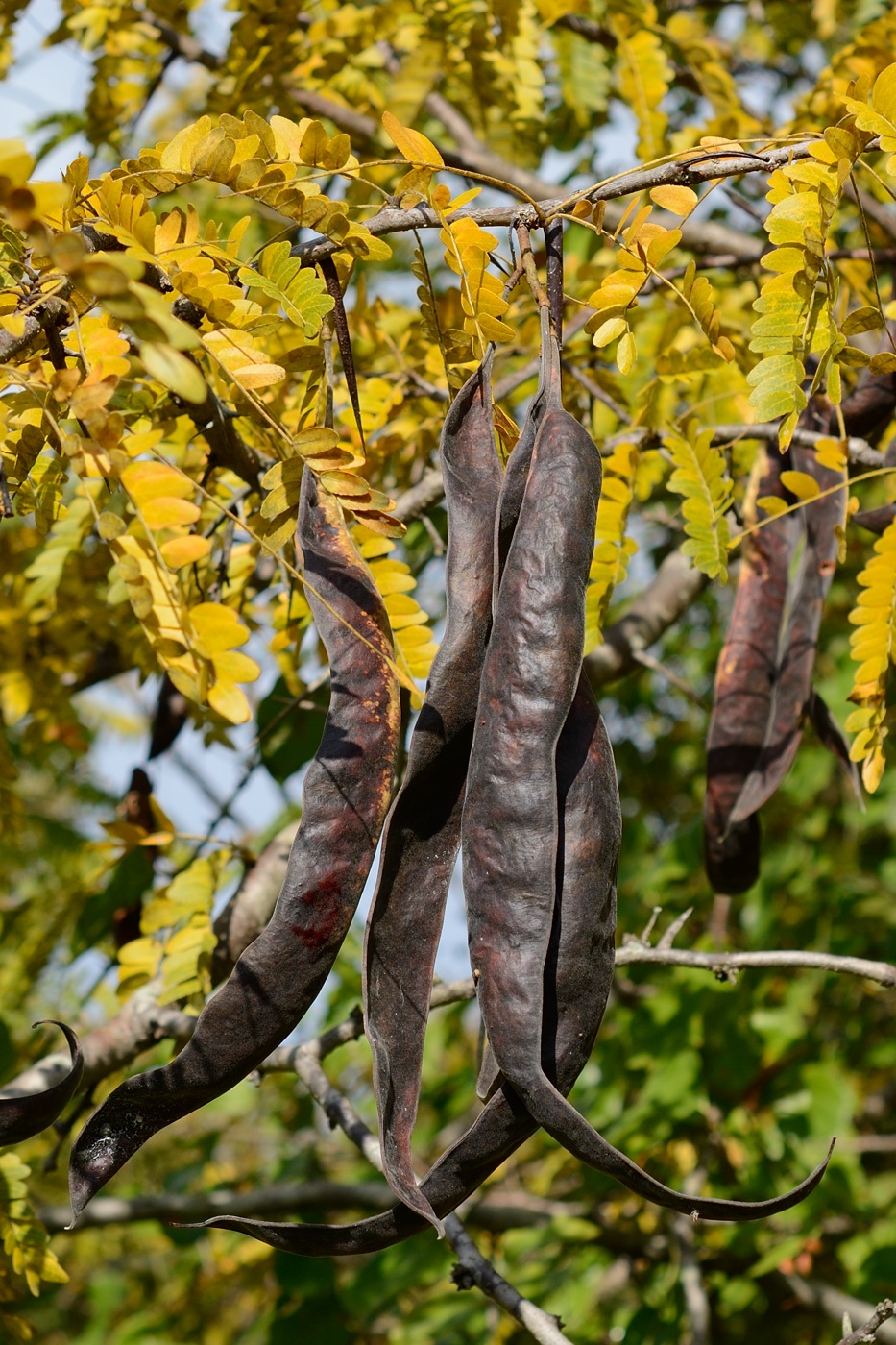 Image of Gleditsia triacanthos specimen.