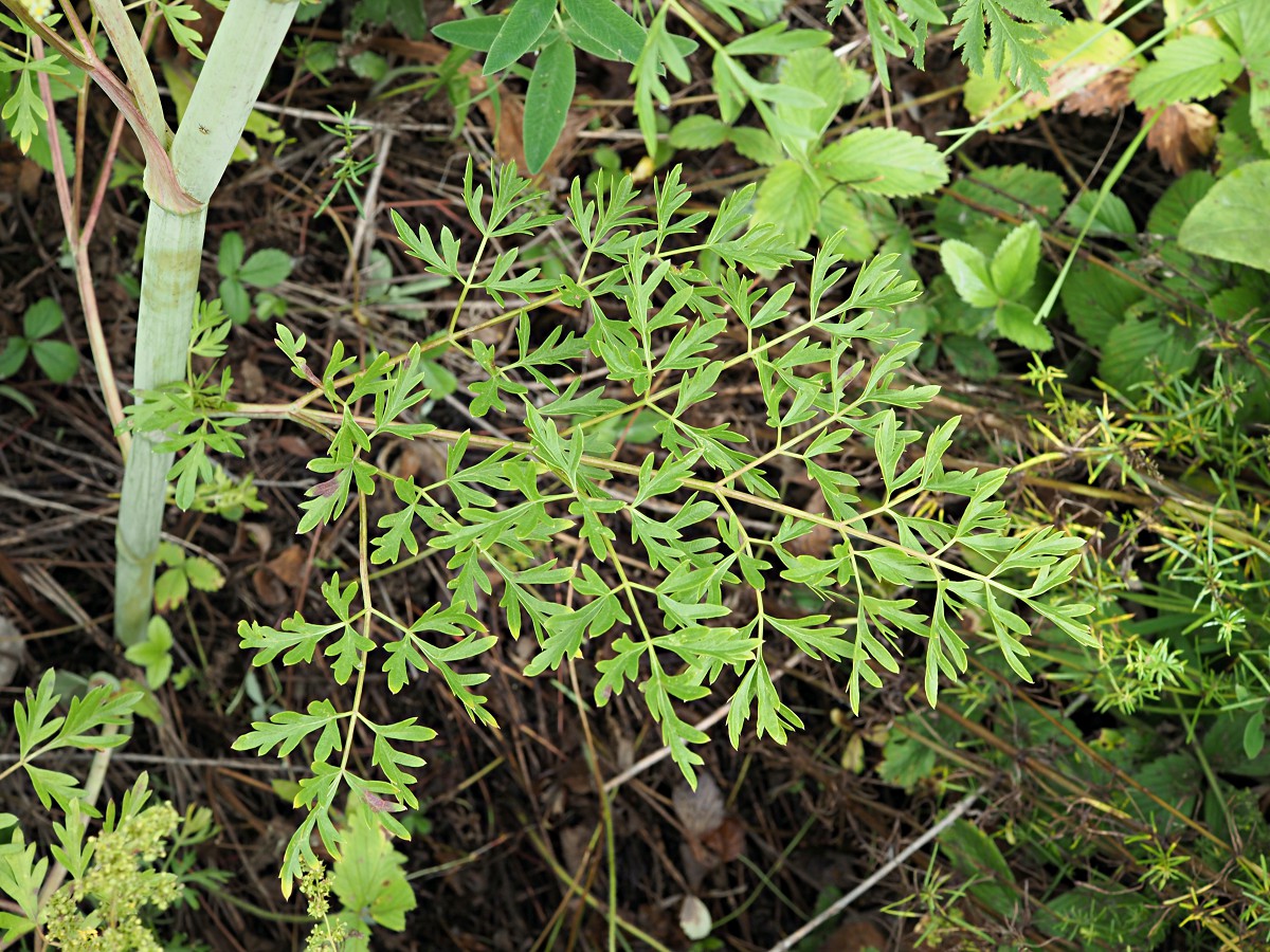 Image of Xanthoselinum alsaticum specimen.