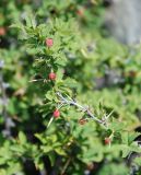 Berberis sibirica