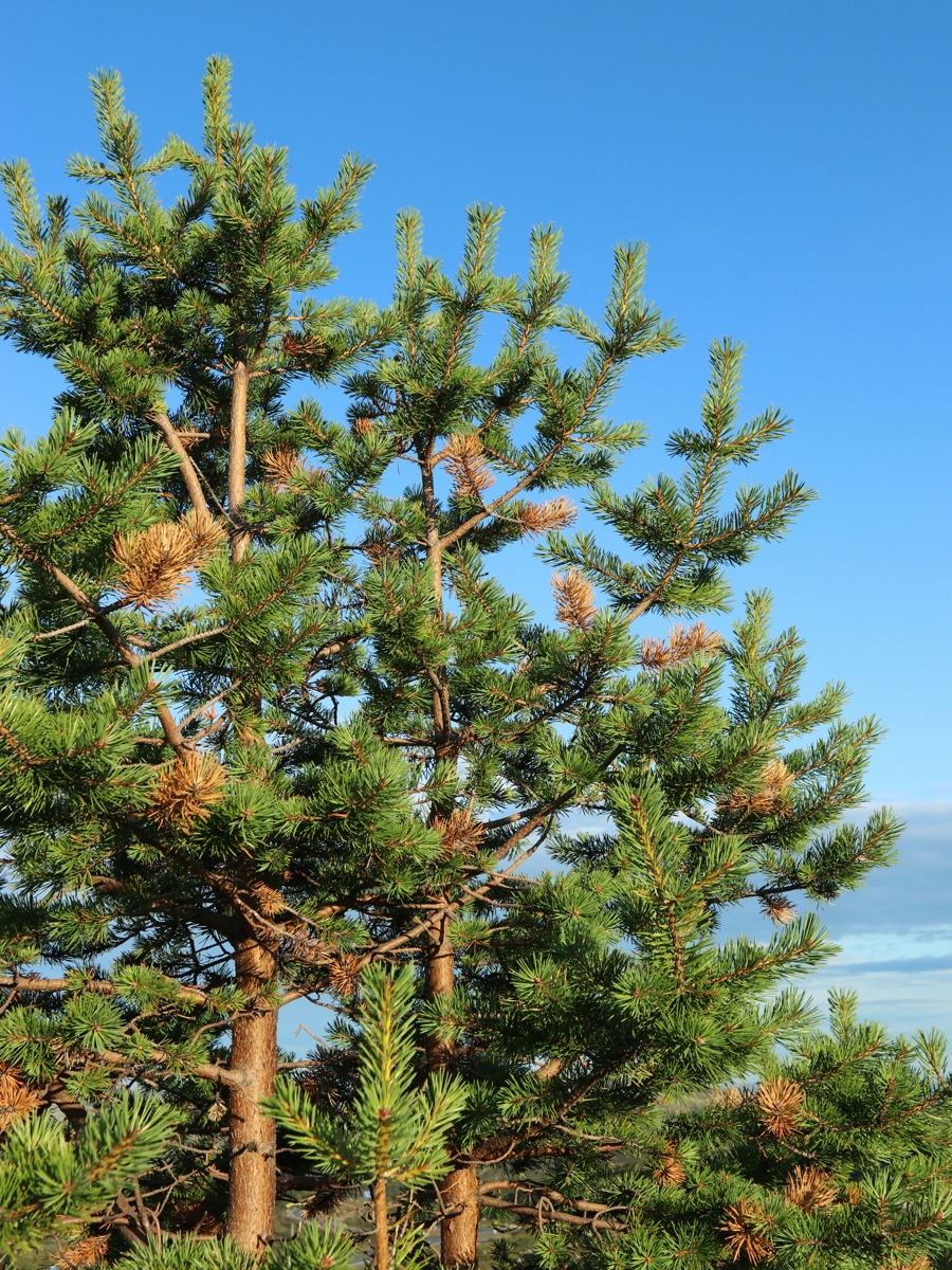 Image of Pinus friesiana specimen.