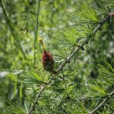 genus Larix