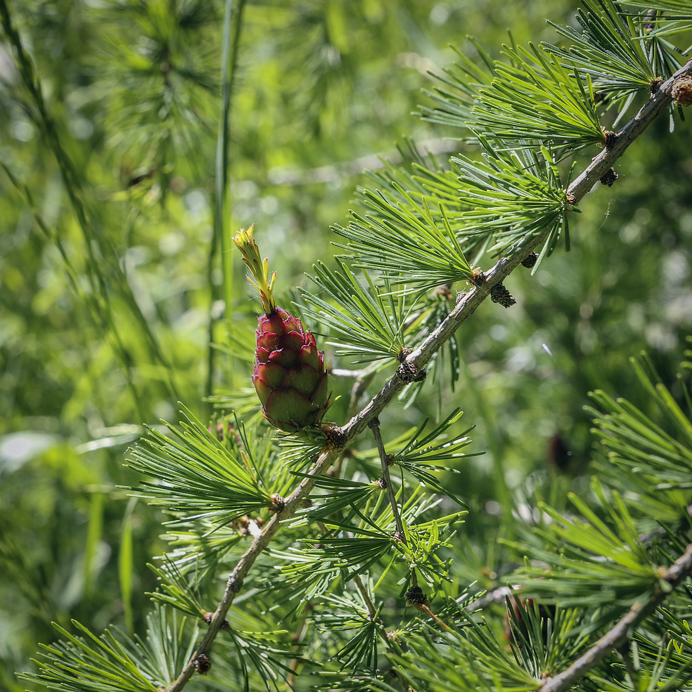 Image of genus Larix specimen.