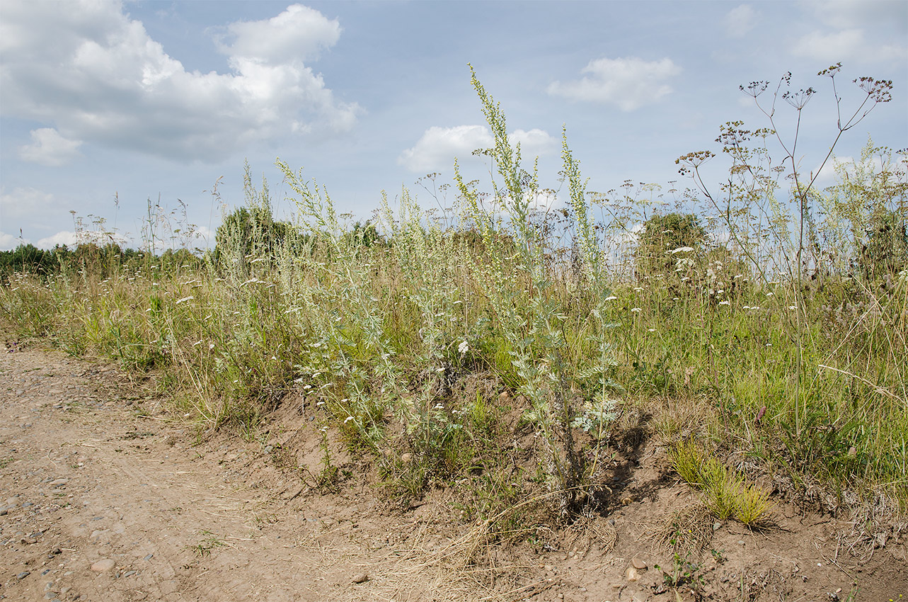 Изображение особи Artemisia absinthium.