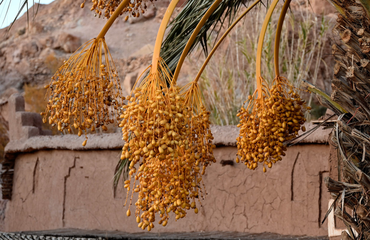 Image of Phoenix dactylifera specimen.