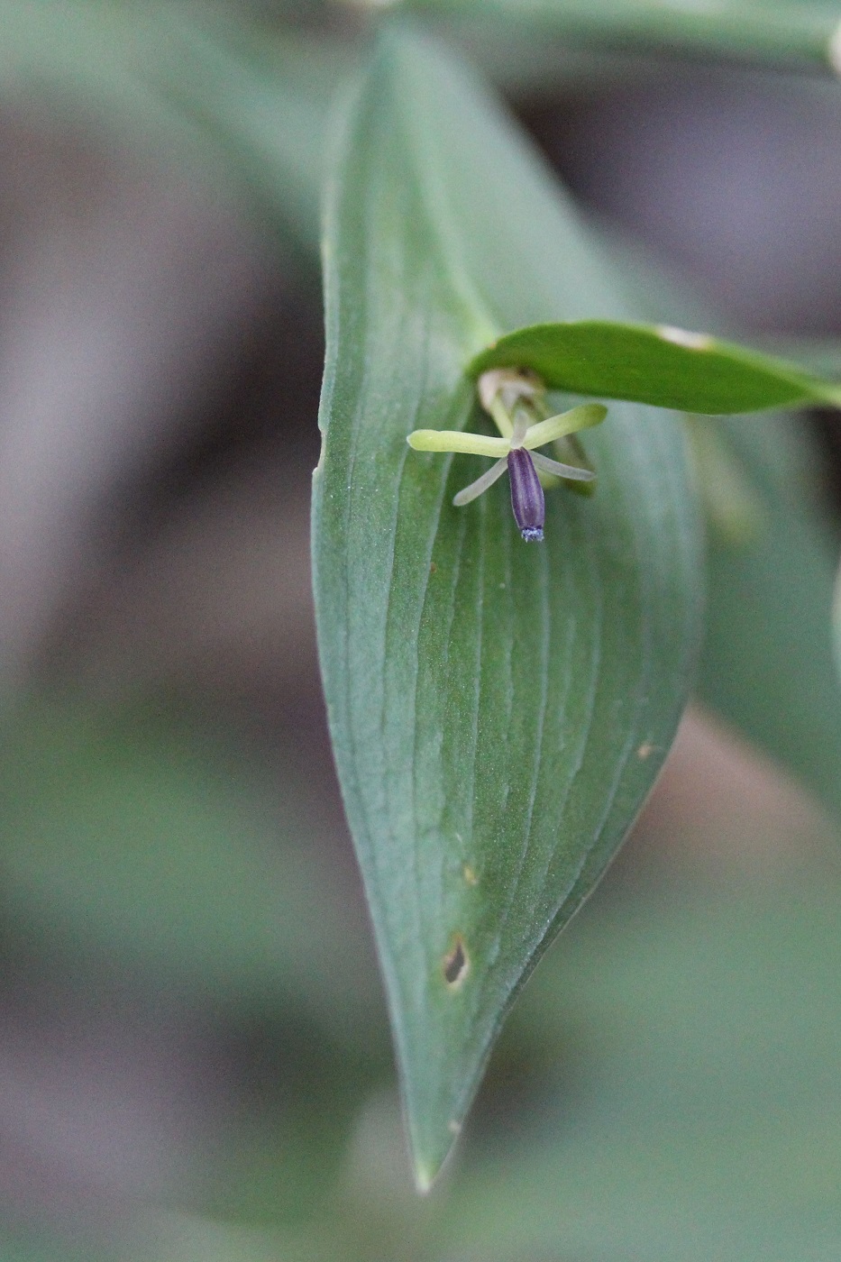 Image of Ruscus hypoglossum specimen.