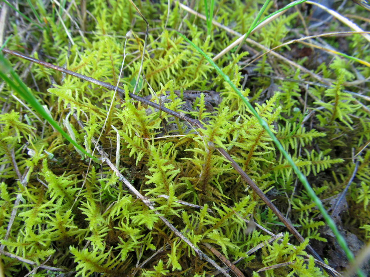 Image of Abietinella abietina specimen.