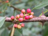 Zanthoxylum alatum разновидность planispinum. Плоды. Южный Берег Крыма, Никитский ботанический сад. 13.10.2010.