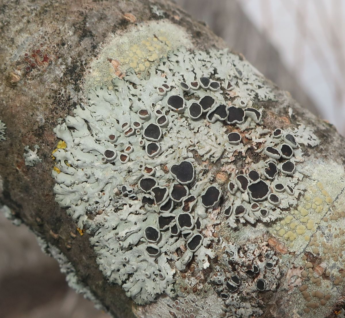 Image of genus Physcia specimen.