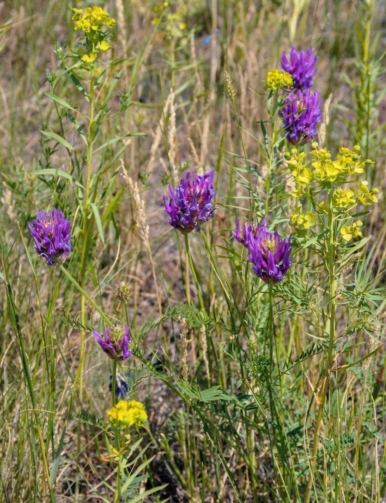 Image of Astragalus onobrychis specimen.