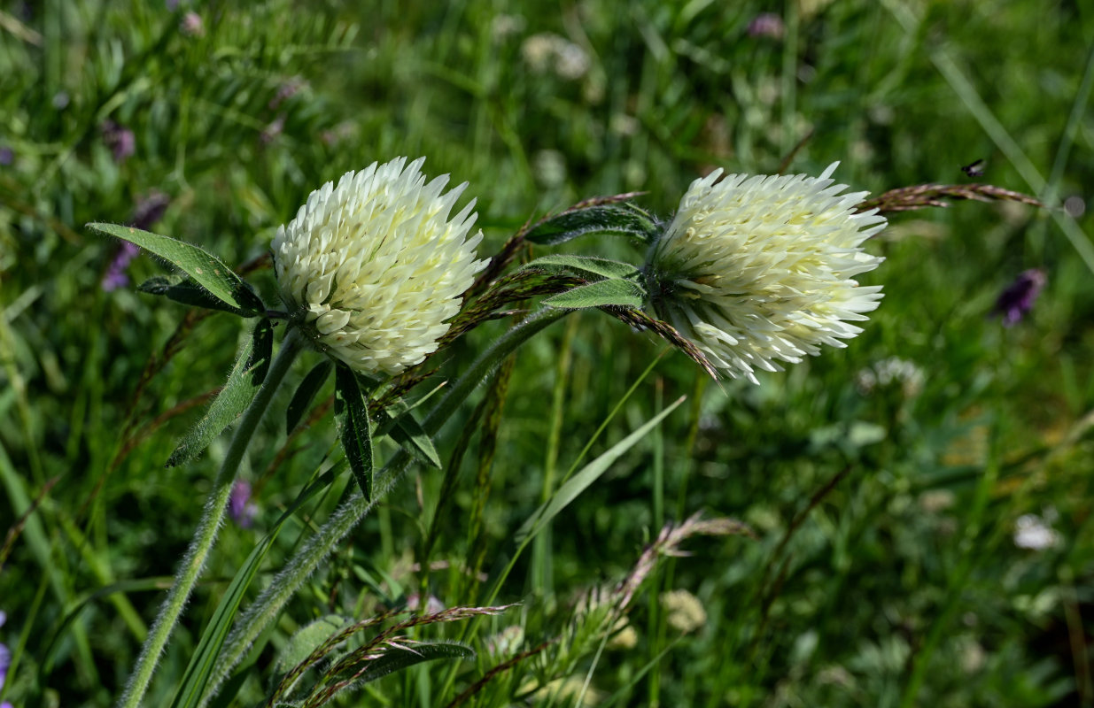 Image of Trifolium trichocephalum specimen.