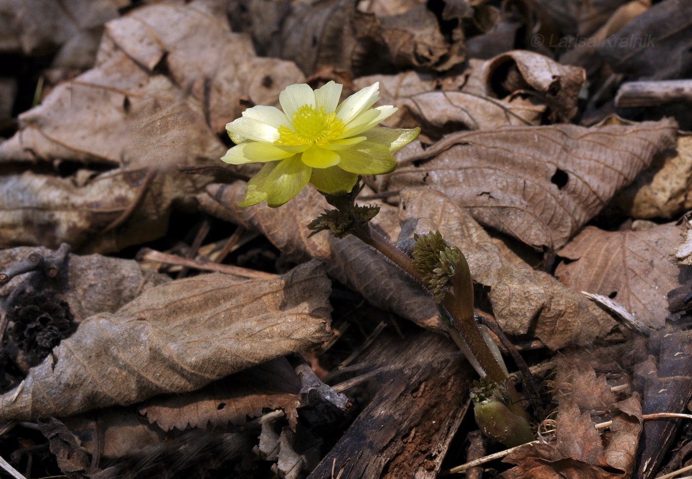 Image of Adonis amurensis specimen.