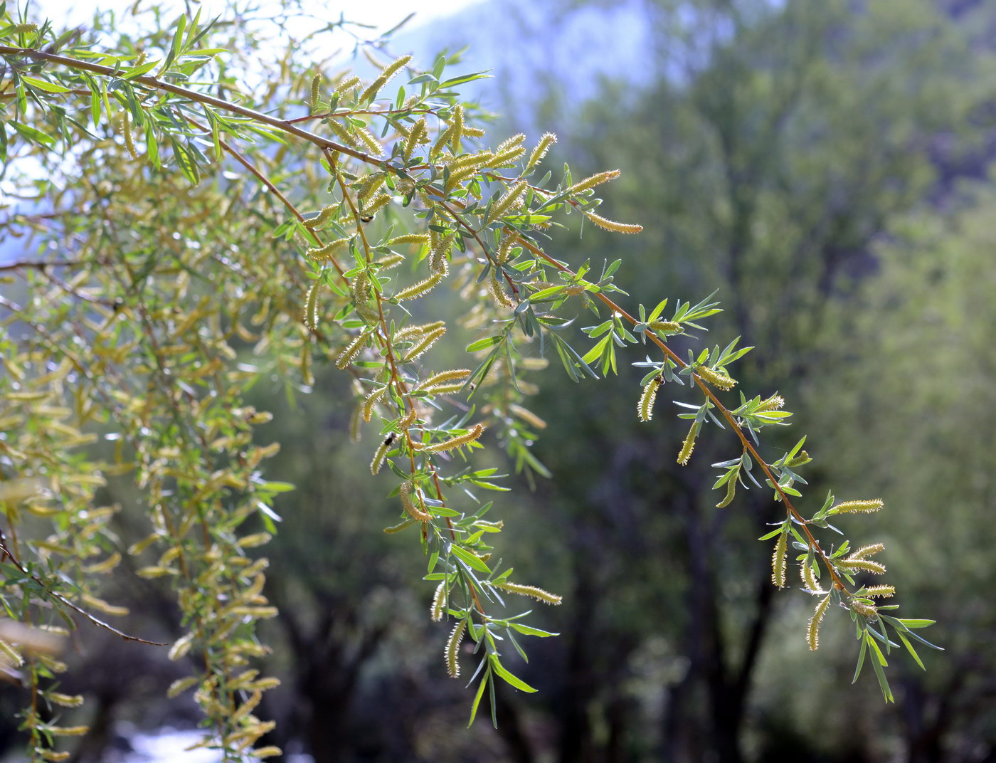 Изображение особи Salix wilhelmsiana.