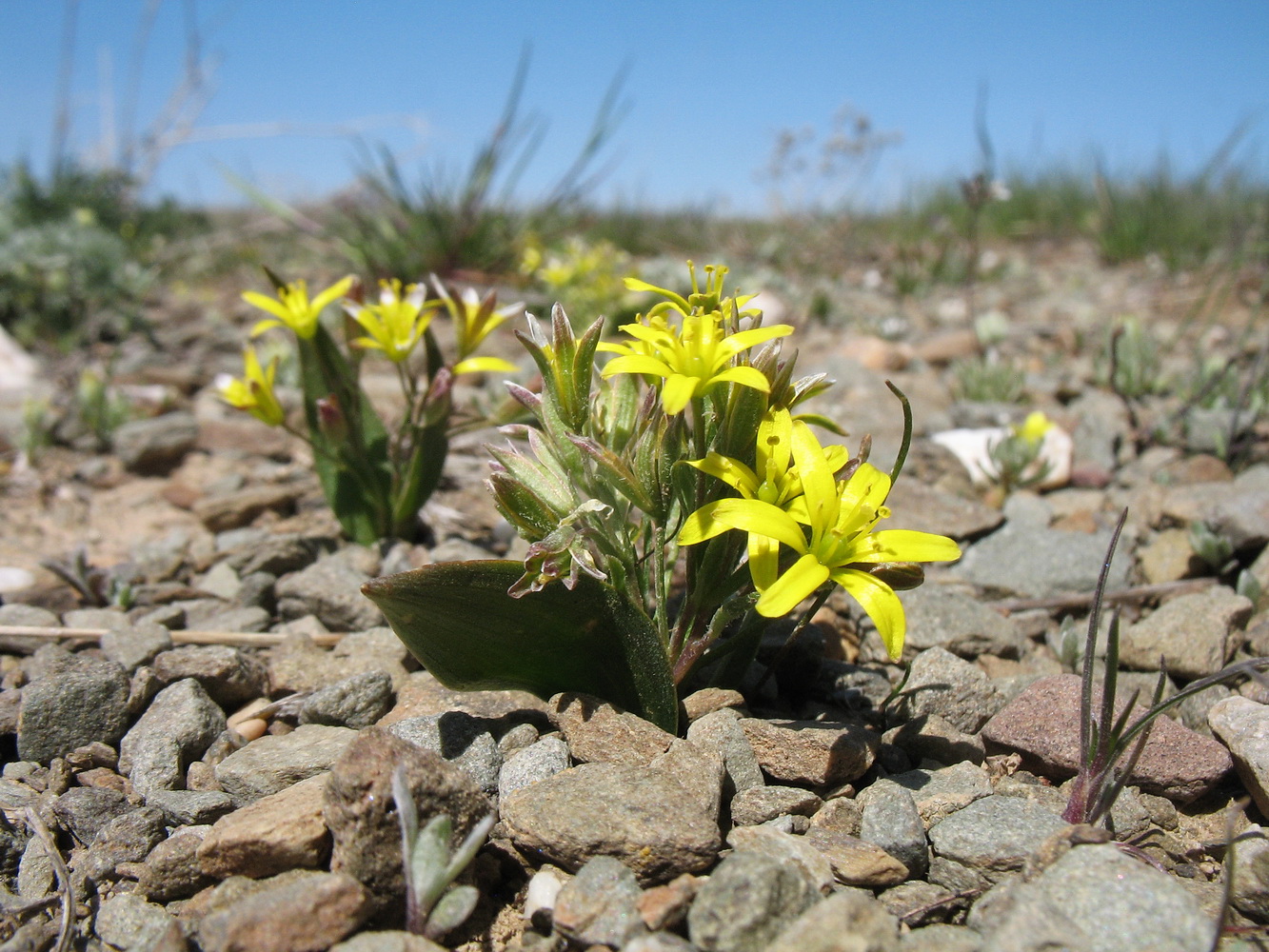 Image of Gagea minutiflora specimen.