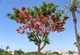 Delonix regia