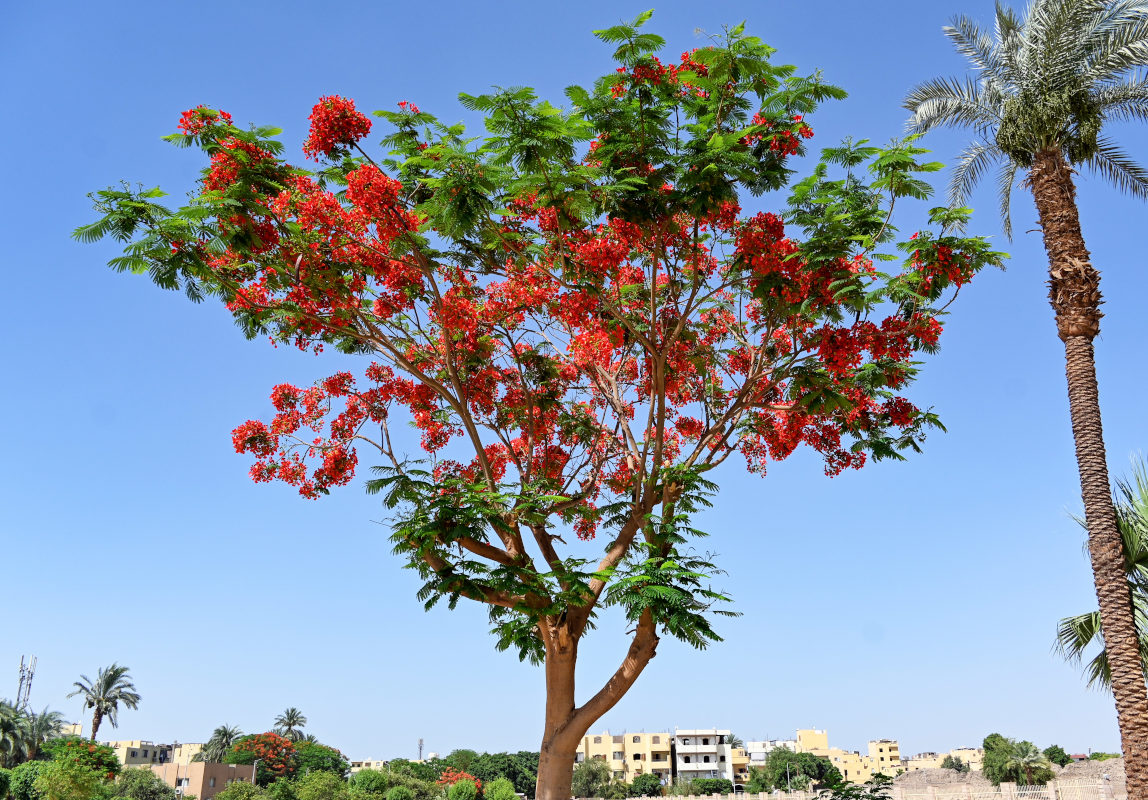 Image of Delonix regia specimen.