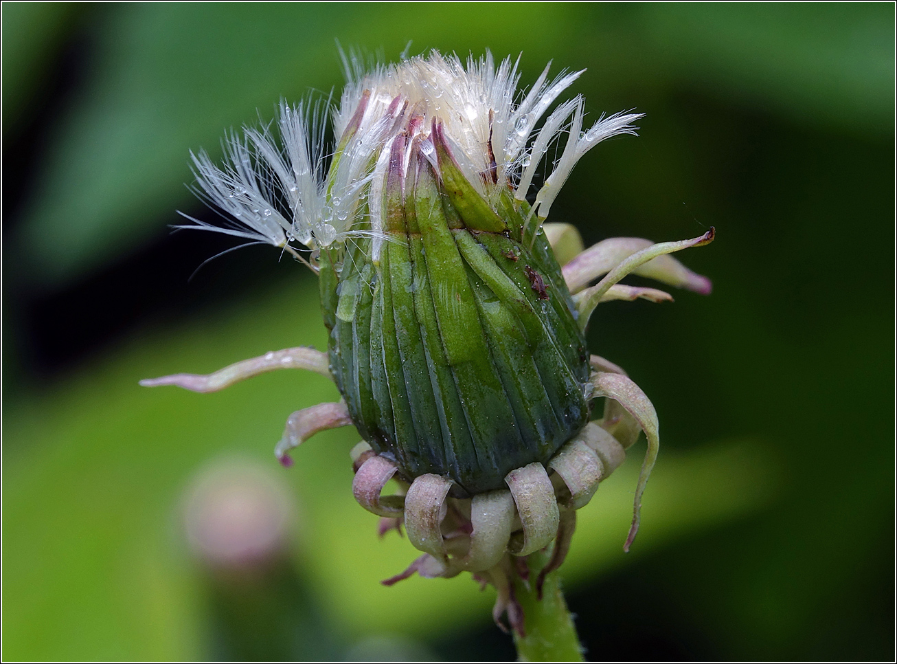 Изображение особи Taraxacum officinale.